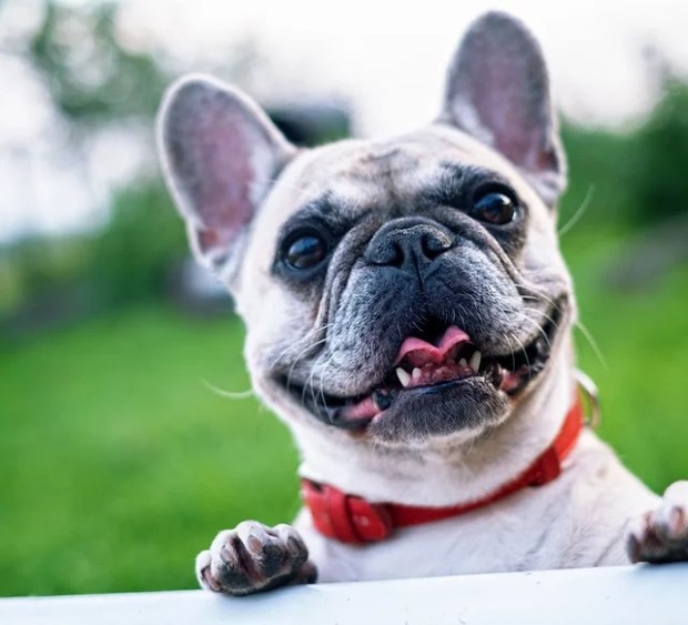 It is true that athens is home to salt mines and coal mines, but, unlike other mining towns, those are not athens' most popular industries or … Testimonials Baltimore Dog Walking Luv My Pet