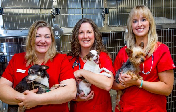 How to be the best receptionist for a vet clinic. About Awc Athens Animal Wellness Center Of Athens